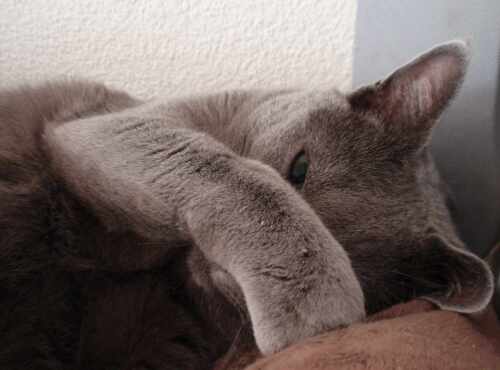 Russisch Blau Katze Bella Babou am schlafen