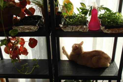 Katzenschlafplatz auf dem Pflanzengestell am Fenster