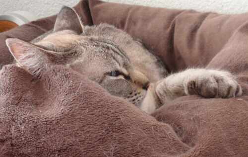 eine richtig entspannte Thai-Siam Katze