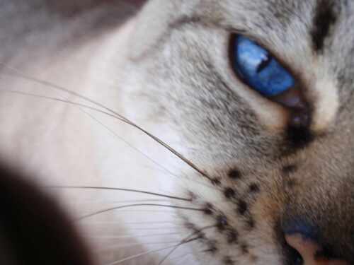 Thai-Siamkatze mit strahlend blauen Augen