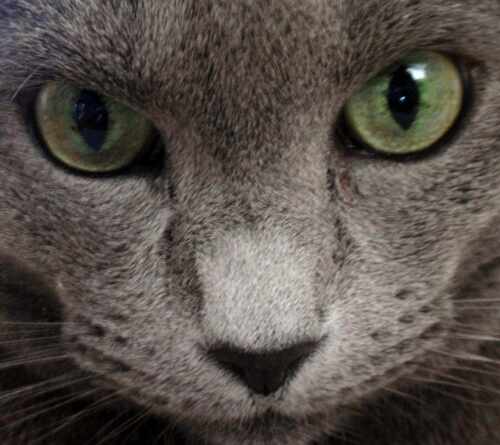Closeup Russisch Blau Katze