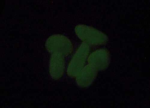 Fimo Effekt Nachtleuchtend: kleiner Pilzanhänger mit oha-Effekt im Dunkeln, Schritt für Schritt Anleitung von Tumana