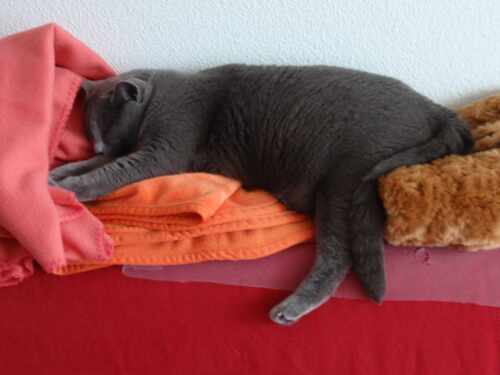 schlafende Katzen soll man schlafen lassen