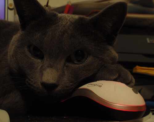 Katzi hat auch eine Maus