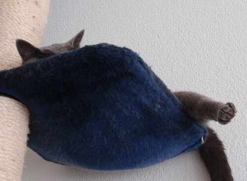 Russisch Blau Katze in der SChlafmatte