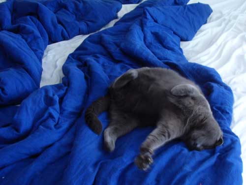 Ein Bett ohne Katze ist ein wertloses Bett