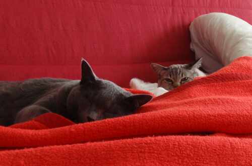 Darum hat man ein Sofa - für glückliche Katzen