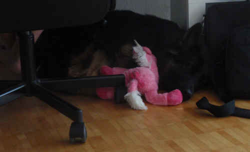 schlafhundchen bewacht mit dem Einhorn zusammen den Hundepappi